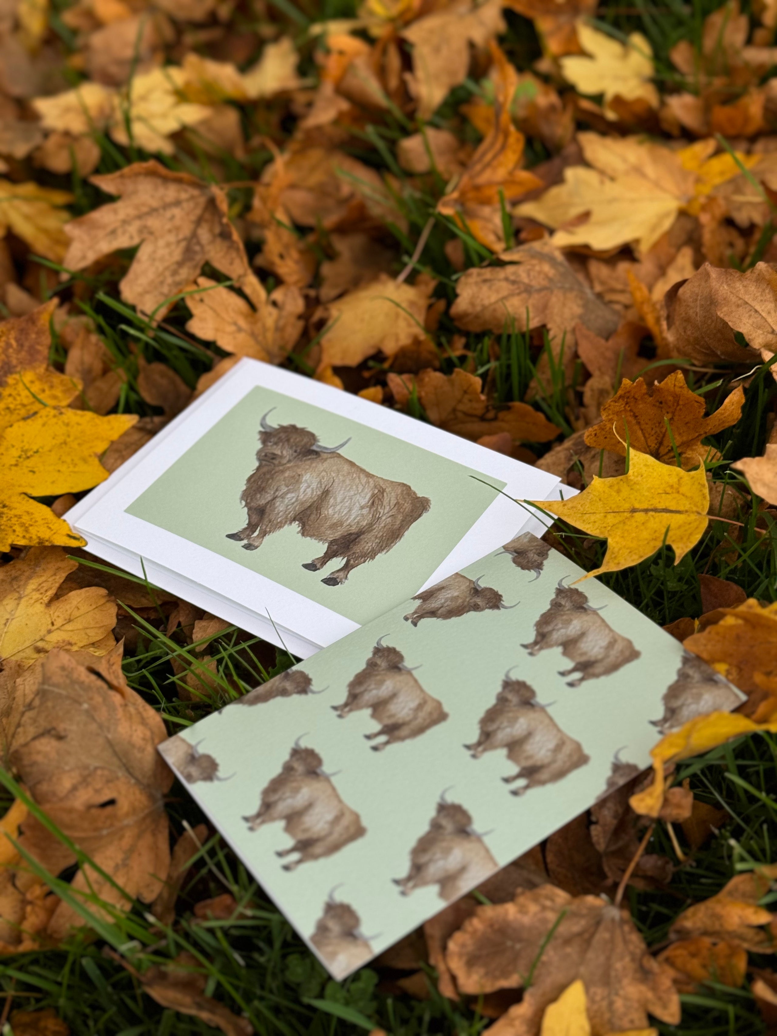 Highland Cow Cards | Hollygate Co.